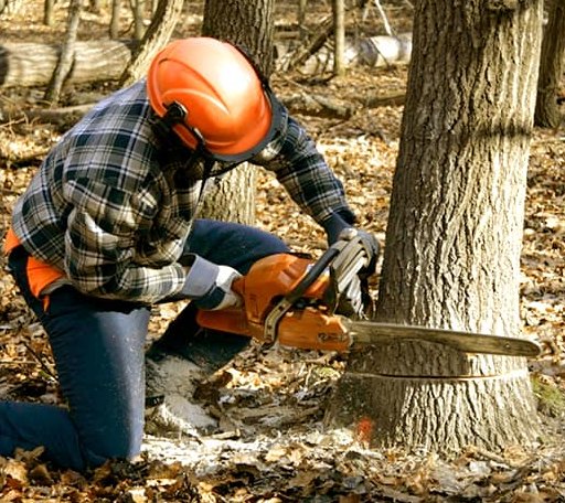 Tree Removal in Easton, MO